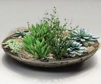 Modern Bonsai-ID:892119889