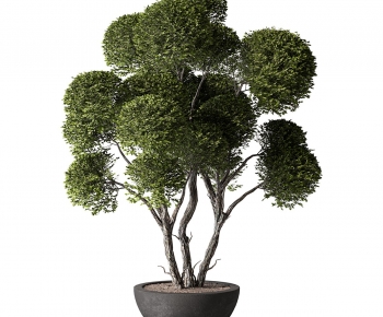 Modern Ground Green Plant Potted Plants-ID:794969081