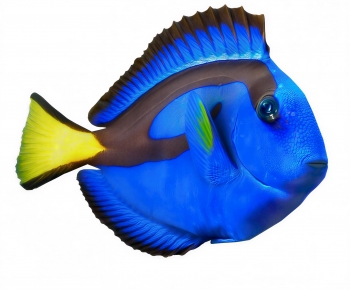 Modern Aquatic Animals-ID:568572045