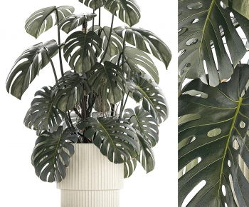 Modern Ground Green Plant Potted Plants-ID:835366961