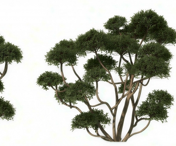 Modern Tree-ID:847393992