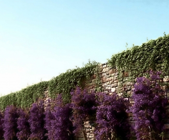 Modern Vine-ID:423180106