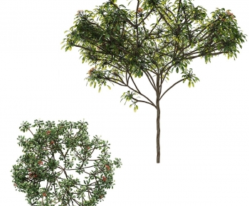 Modern Tree-ID:553354986