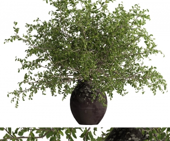 Modern Potted Green Plant-ID:199789056