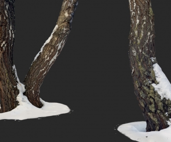 Modern Tree-ID:361128099
