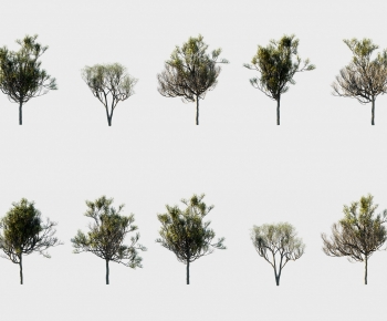Modern Tree-ID:802160985
