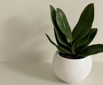 Modern Desktop Plant-ID:660959015