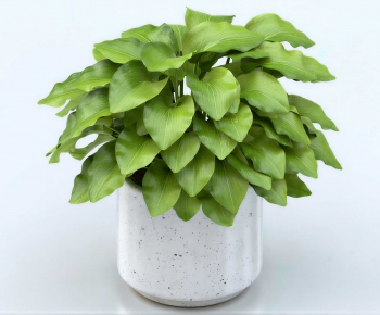 Modern Desktop Plant-ID:575320013