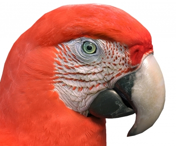 Modern Flying Animals-ID:668205987