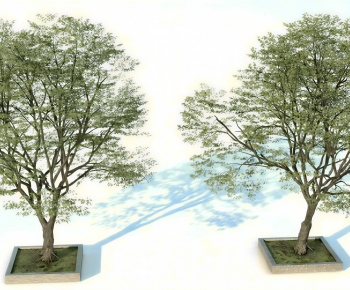 Modern Tree-ID:223079927