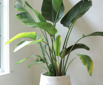 Modern Ground Green Plant Potted Plants-ID:427326925