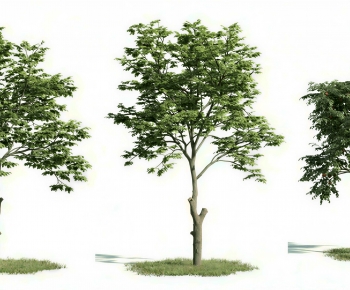 Modern Tree-ID:979207042