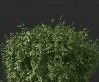 Modern Shrubbery-ID:800338037