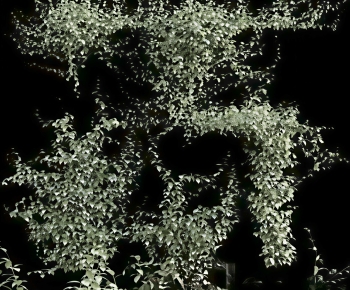 Modern Vine-ID:809001921