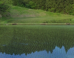ModernScenery