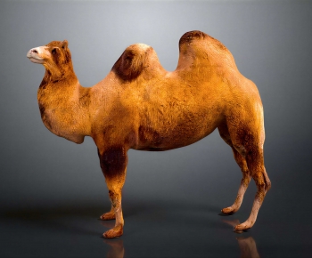 Modern Mammal-ID:121404892