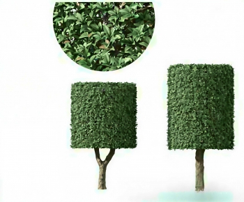 Modern Shrubbery-ID:890114071