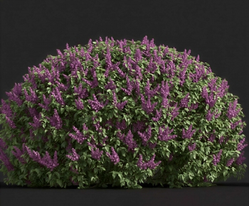 Modern Shrubbery-ID:341260471