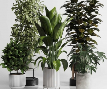 Modern Ground Green Plant Potted Plants-ID:138831196