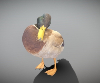 Modern Animal Duck-ID:620431907