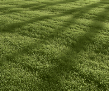 Modern The Grass-ID:912740283
