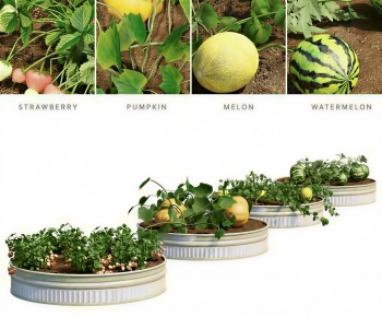 Modern Fruit-ID:311897045