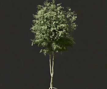 Modern Tree-ID:926978117