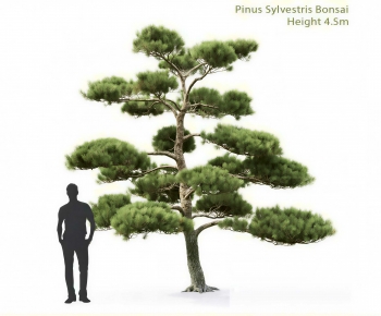 Modern Tree-ID:357566125