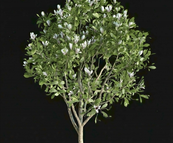 Modern Tree-ID:273019086