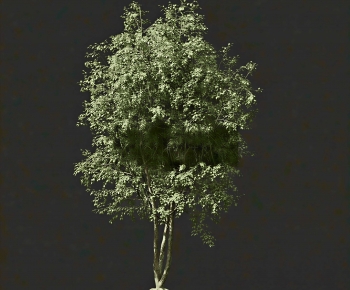 Modern Tree-ID:671336891