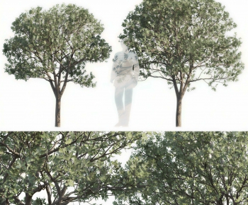 Modern Tree-ID:158096081