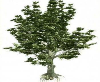 Modern Tree-ID:243438011