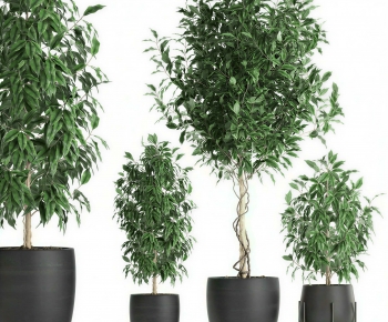 Modern Ground Green Plant Potted Plants-ID:897691011