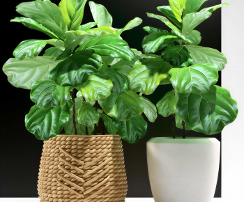Modern Ground Green Plant Potted Plants-ID:208626037