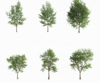 Modern Tree-ID:496654033