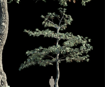 Modern Tree-ID:872802973