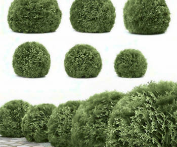 Modern Shrubbery-ID:677989964