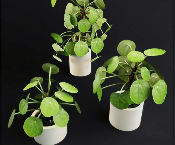 Modern Desktop Plant-ID:923645021