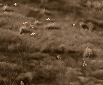 Modern Flowers And Grass-ID:662893068