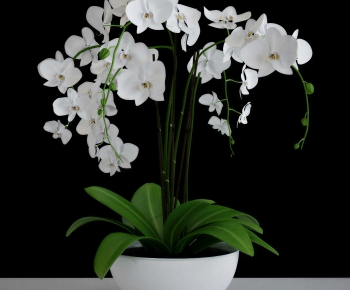 Modern Bonsai-ID:309469733