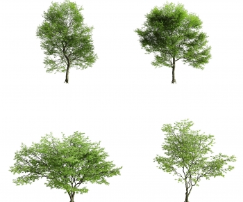 Modern Tree-ID:992949082
