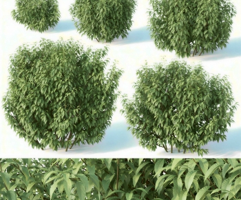 Modern Shrubbery-ID:879089817