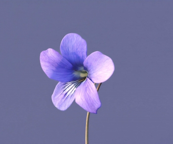Modern Flowers And Grass-ID:219866043