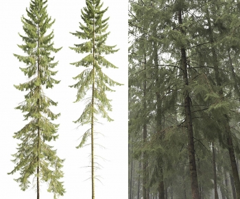 Modern Tree-ID:317066919