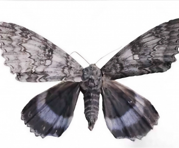 Modern Flying Animals-ID:170048957