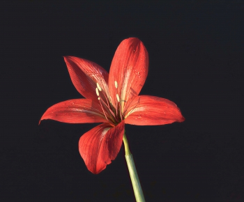 Modern Flowers And Grass-ID:503083945