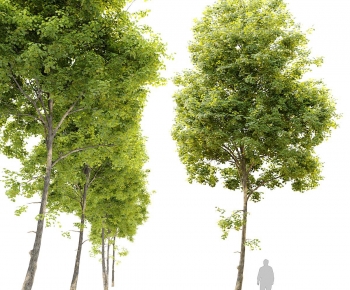 Modern Tree-ID:615036964