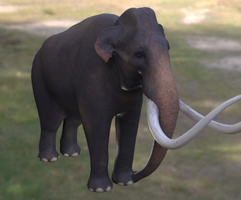 Modern Mammal-ID:785238986
