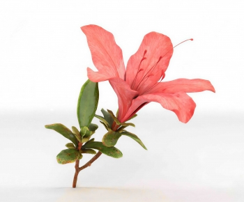 Modern Flowers And Grass-ID:193011051