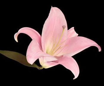 Modern Flowers And Grass-ID:857506041